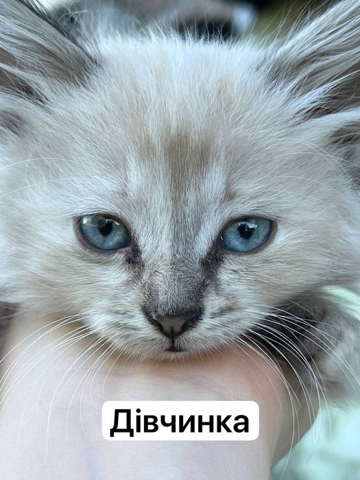 Віддам безкоштовно милих котенят