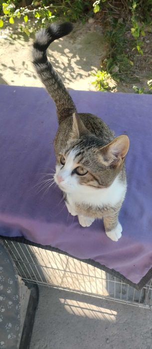 Котик шукає родину