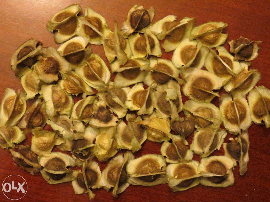 Sementes de Moringa Oleifera. A Árvore da vida