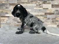 Cocker spaniel suczka
