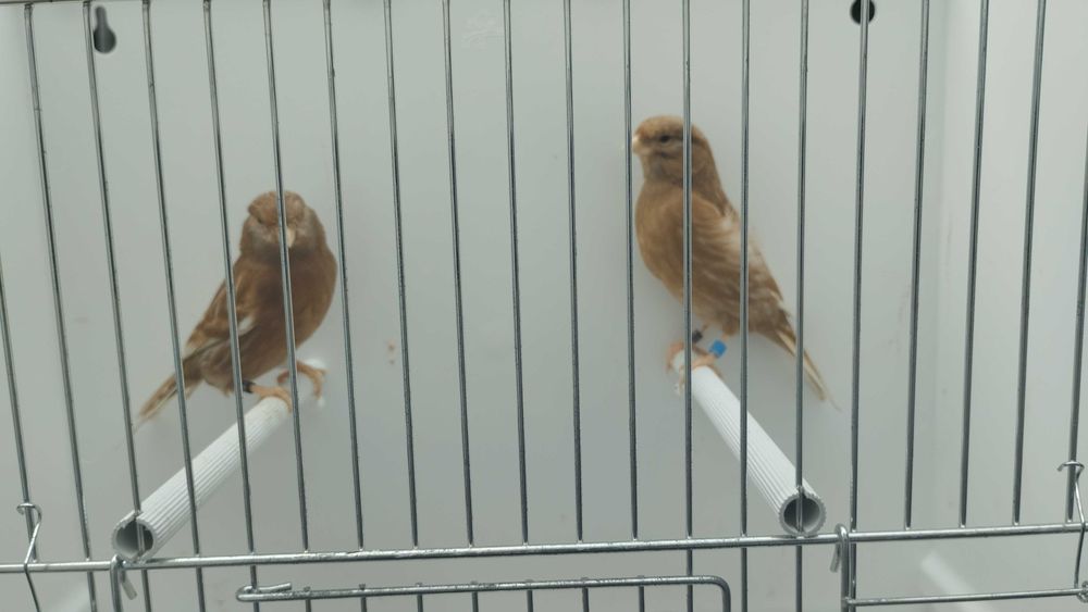 Pheos amarelos mosaico