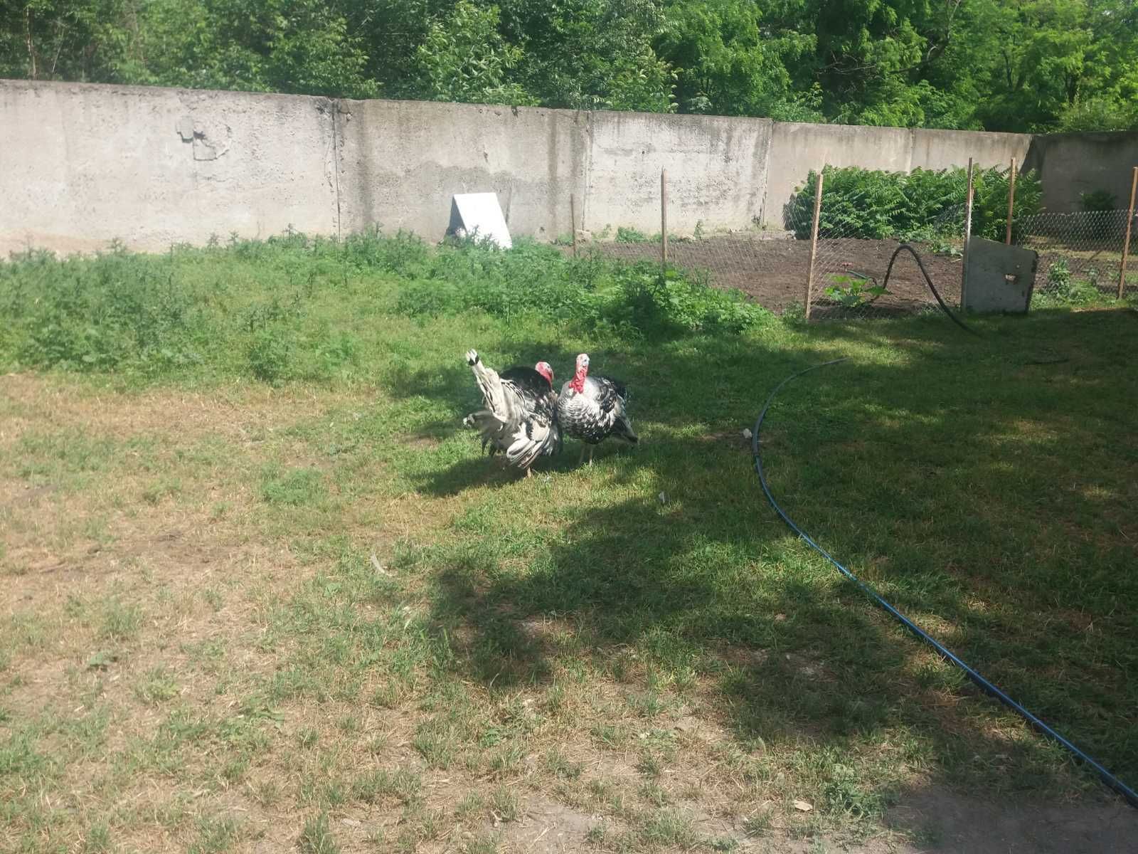 Срочно продается  ферма в с. Кривбас (Гейковка)