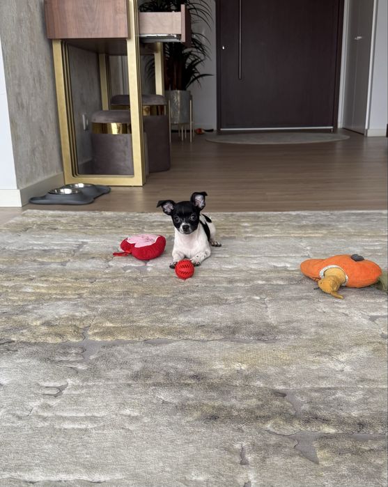 Excelente mini Chihuahua/Chiuaua de Qualidade