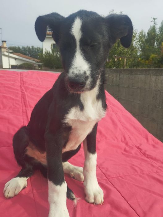 Pastor para adoção muito responsável