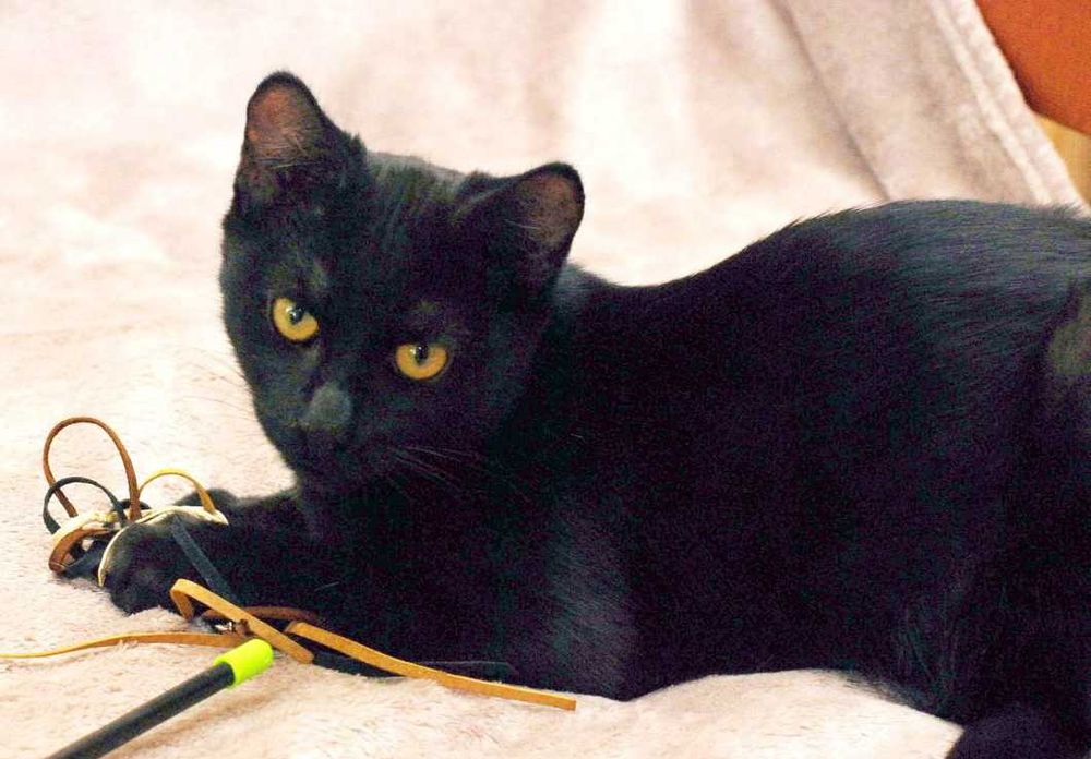 Веселий, розумненький кото-хлопчик Франциско шукає дім (4 міс.). Кот