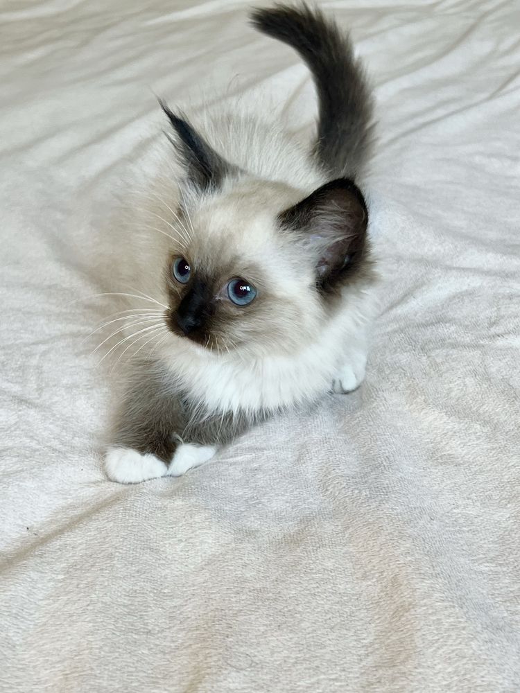 Kotka Ragdoll puszysty maluch z rodowodem