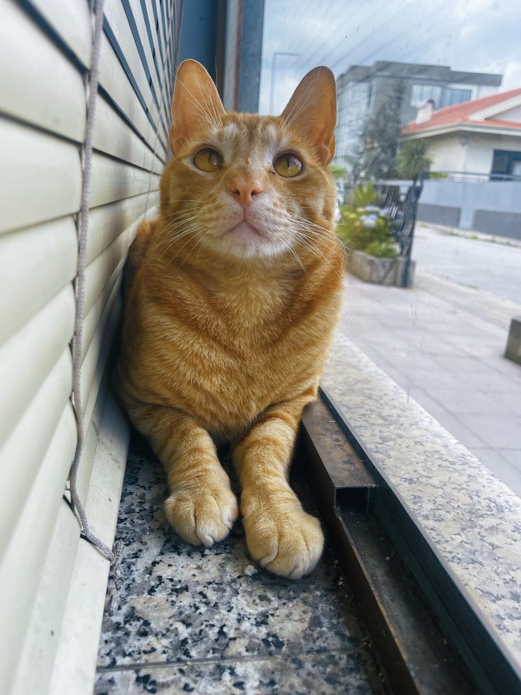 laranjinha para adoção