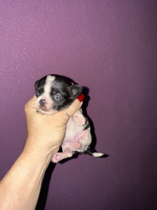 Menino “Chihuahua  lindissimo “ branco e preto”
