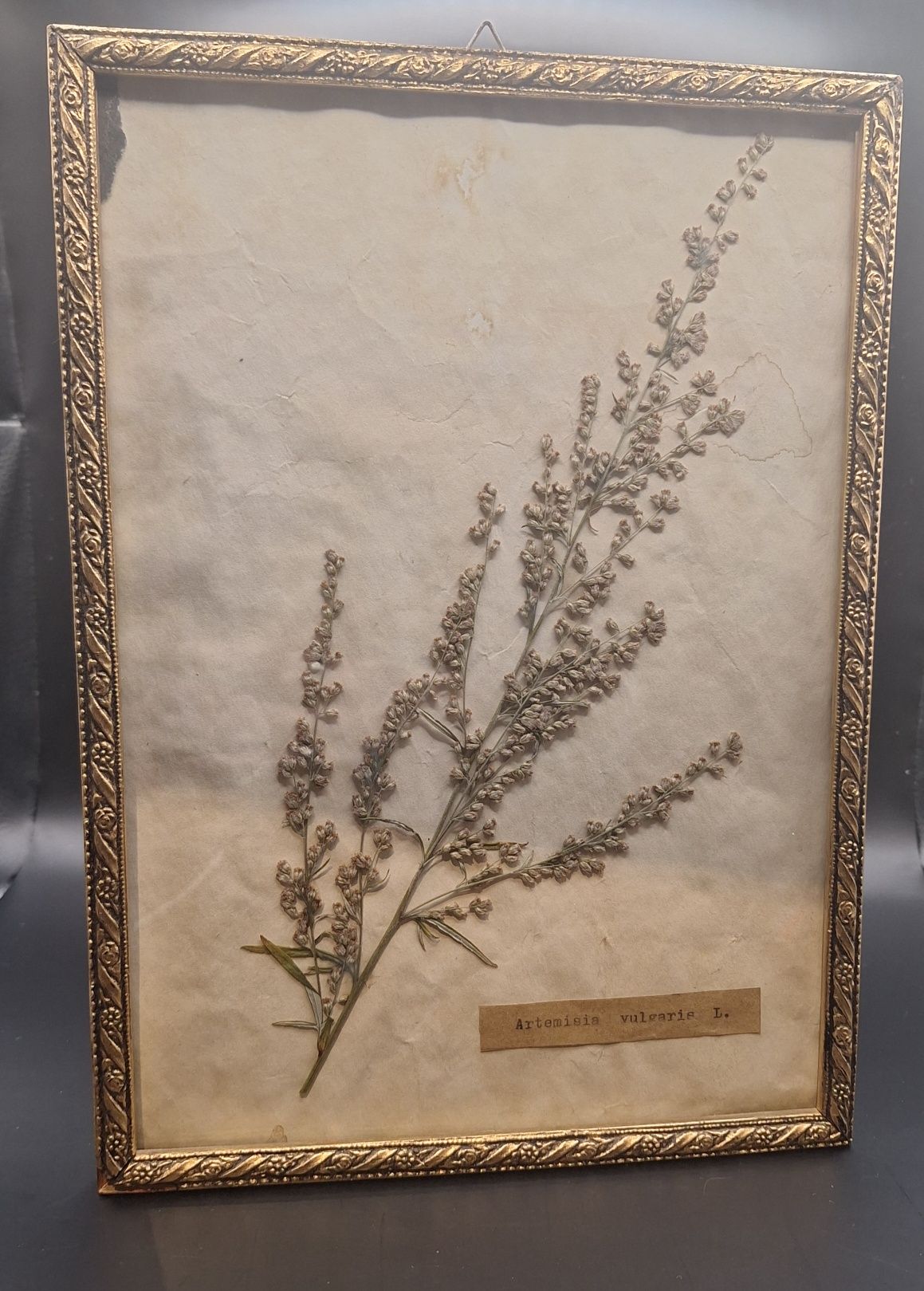 Herbarium zielnik vintage ramka bylica pospolita Artemisia vulgaris