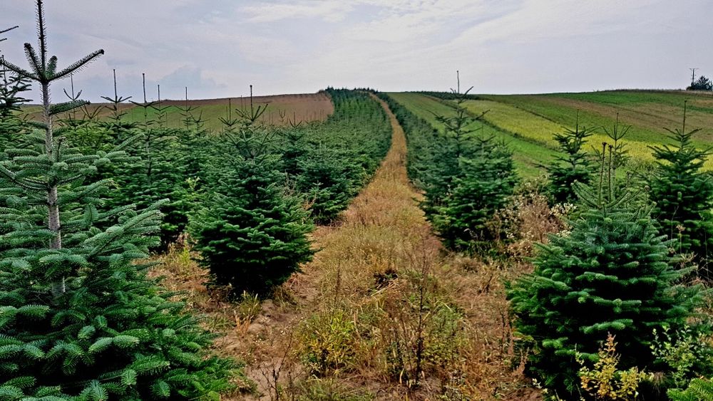 Jodla kaukaska cięta 170-220 cm producent choinki