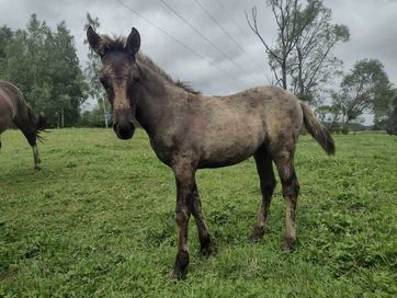 Hucuł, myszaty ogierek huculski