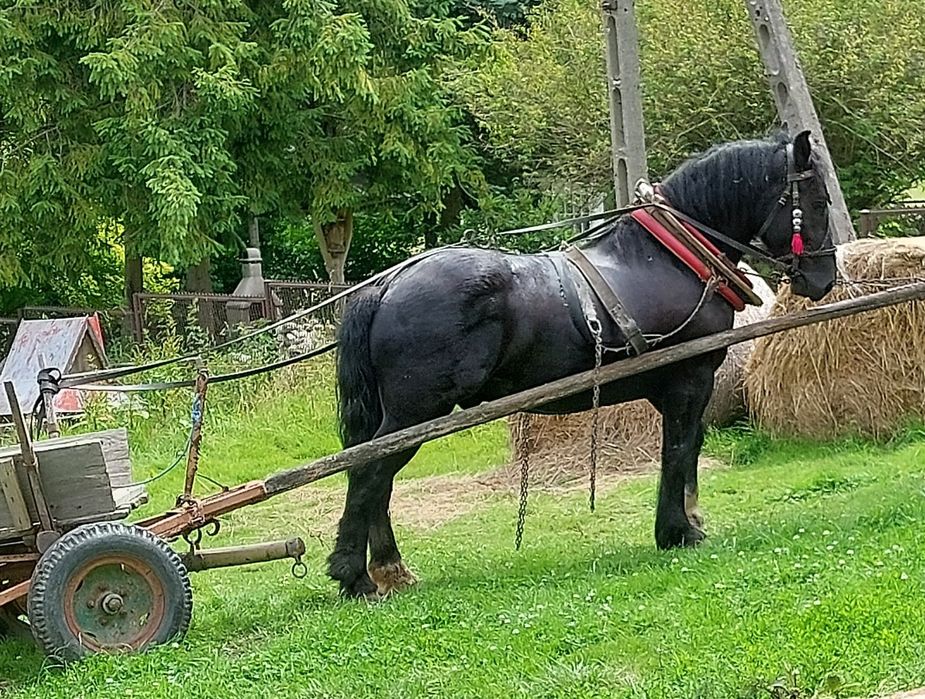 Sprzedam parę koni zimnokrwistych