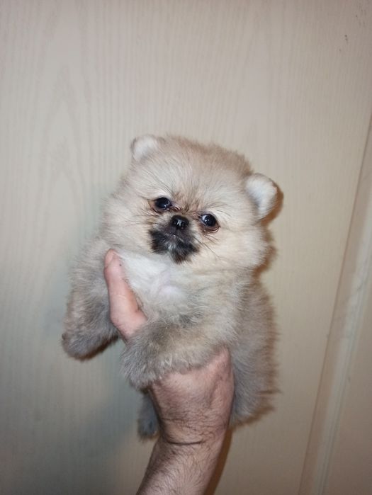 Щенки померанского шпица девочка