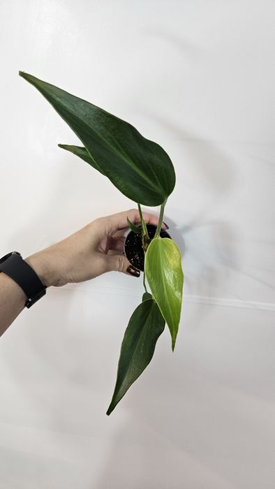 Monstera burle marx flame rezer