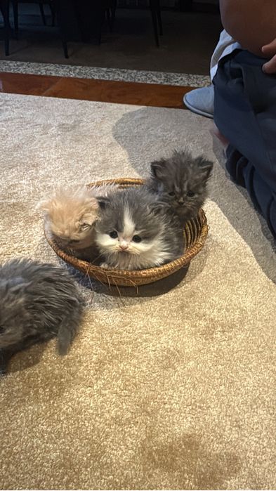 Gatinho persa muito docil