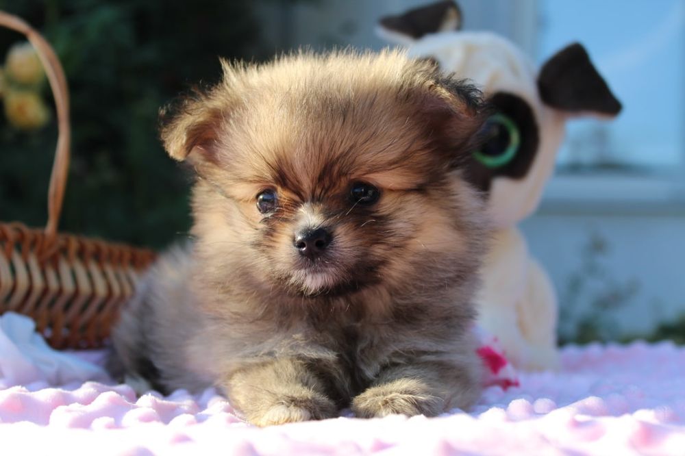 Милі міні дівчатка