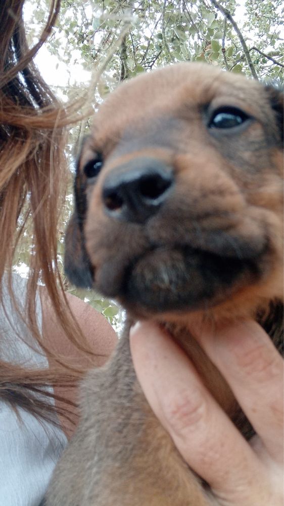 Cães Leao da Rodésia