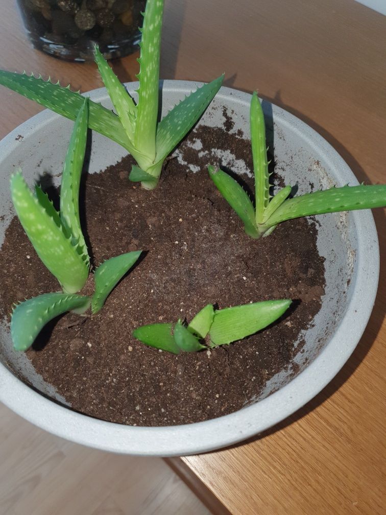 Aloes Kwiat doniczkowy i trawka