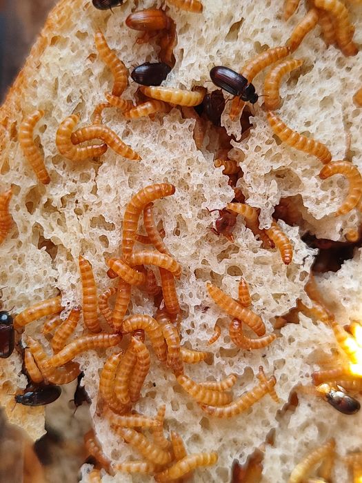 Жук знахарь / мини мучник, кормовая культура