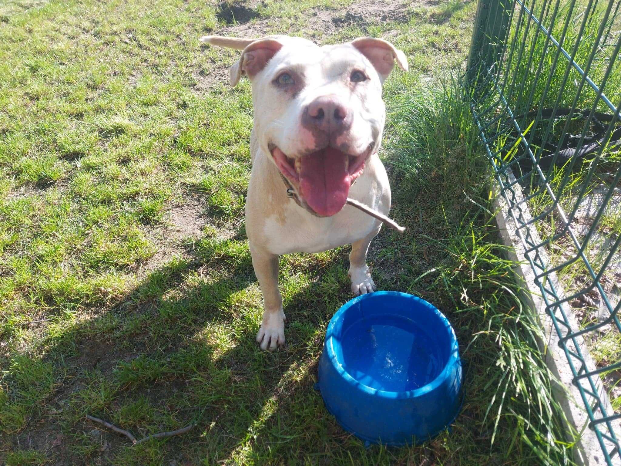 Hera mix amstaff choruje na nowotwór złośliwy skóry..