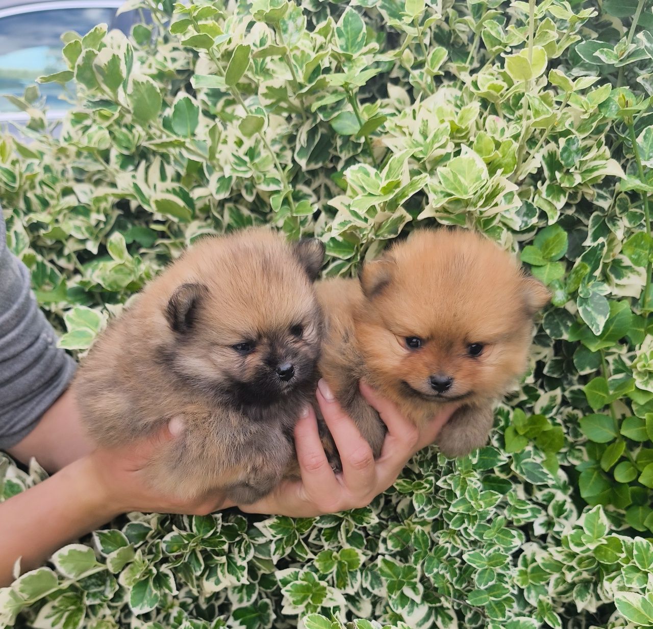 Szpic miniaturowy pomeranian FCI ZKwP