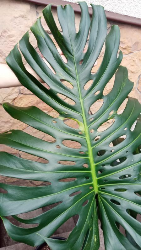 Monstera Green on Green