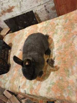 Samiec wiedeński niebieski