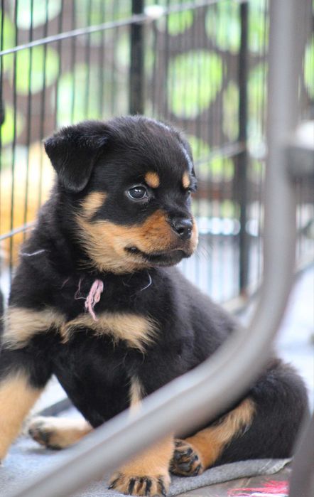 Вже готові їхати в нові родини