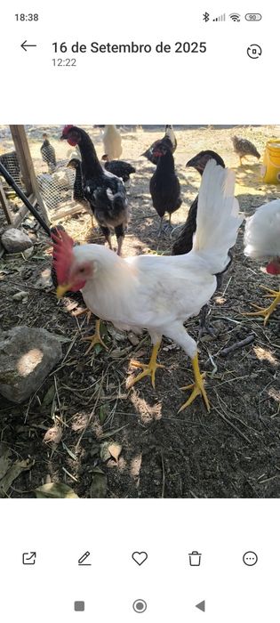 Galos/galinhas Leghorn jovens 4 meses