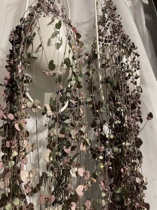 Oddam trochę listków Ceropegia woodii