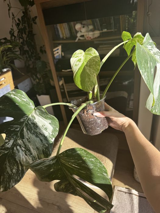 Monstera deliciosa variegata