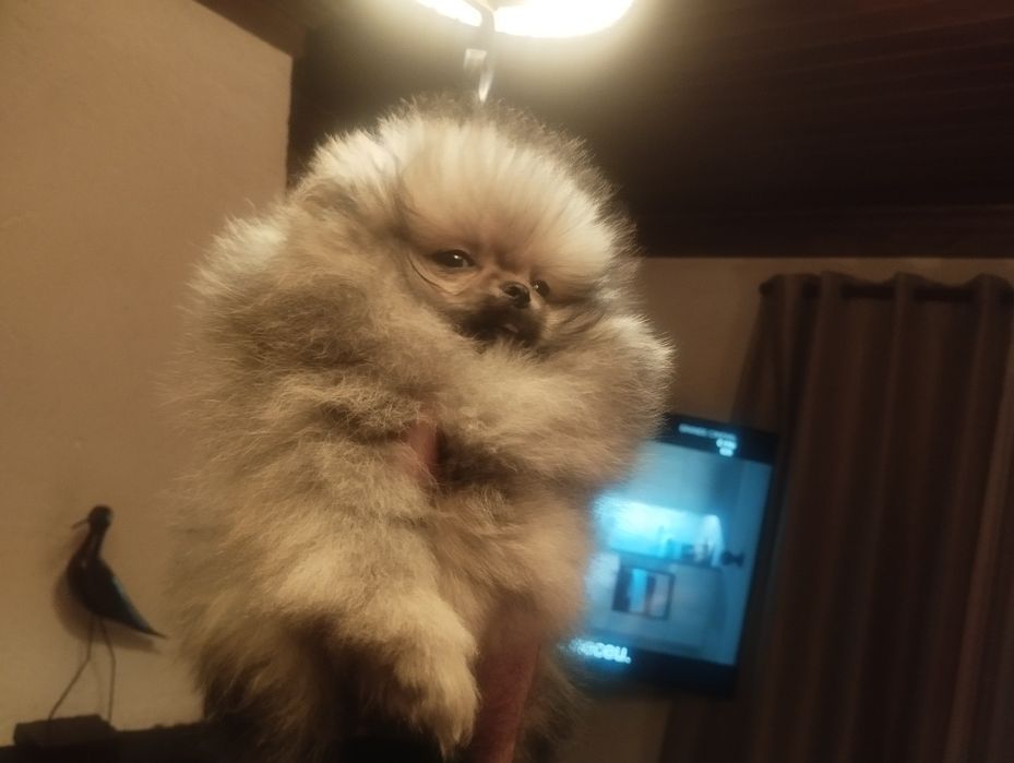 Spitz fêmea muito bonita com lop