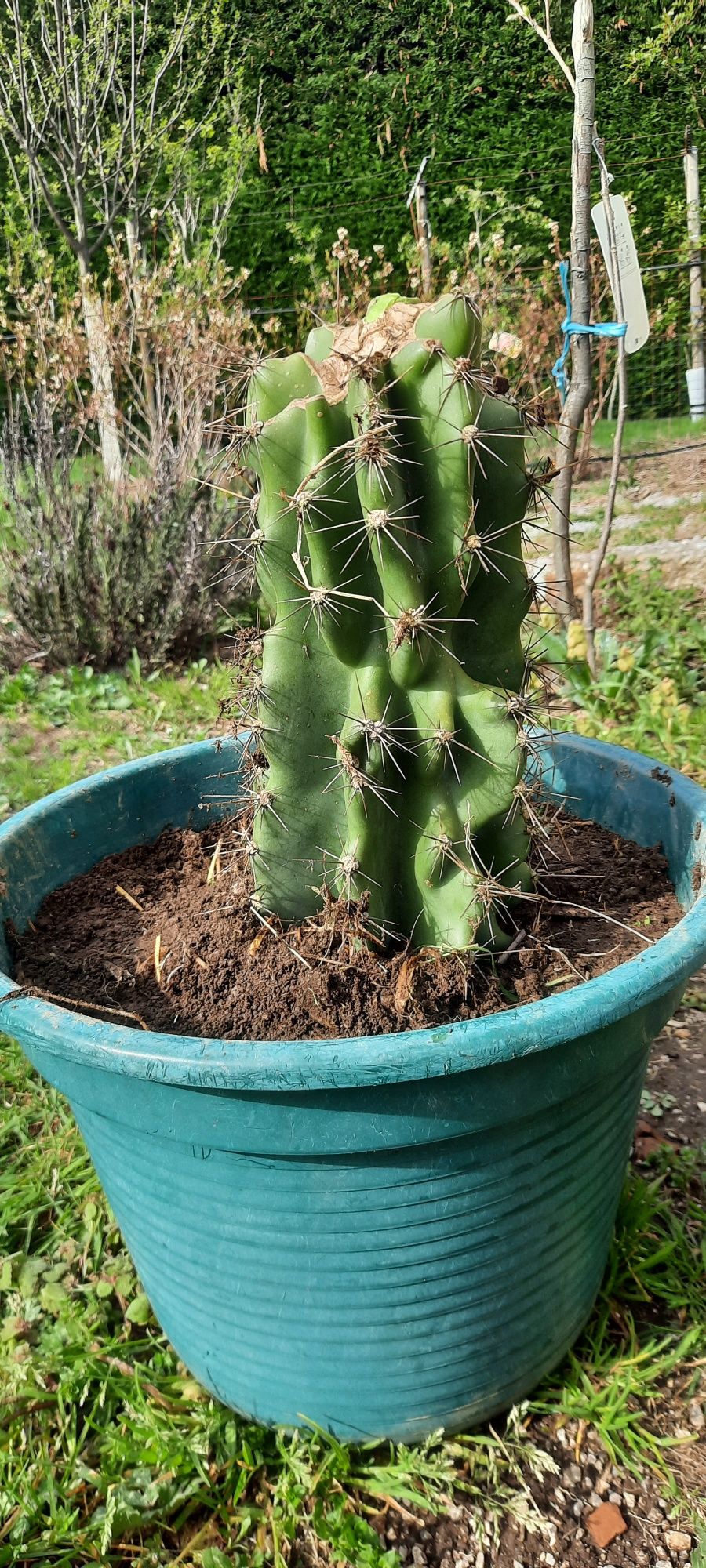 Cacto monstro (Cereus Peruviano Monstruosus)