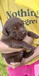 Szczeniak Lablador Retriever Czekoladowy