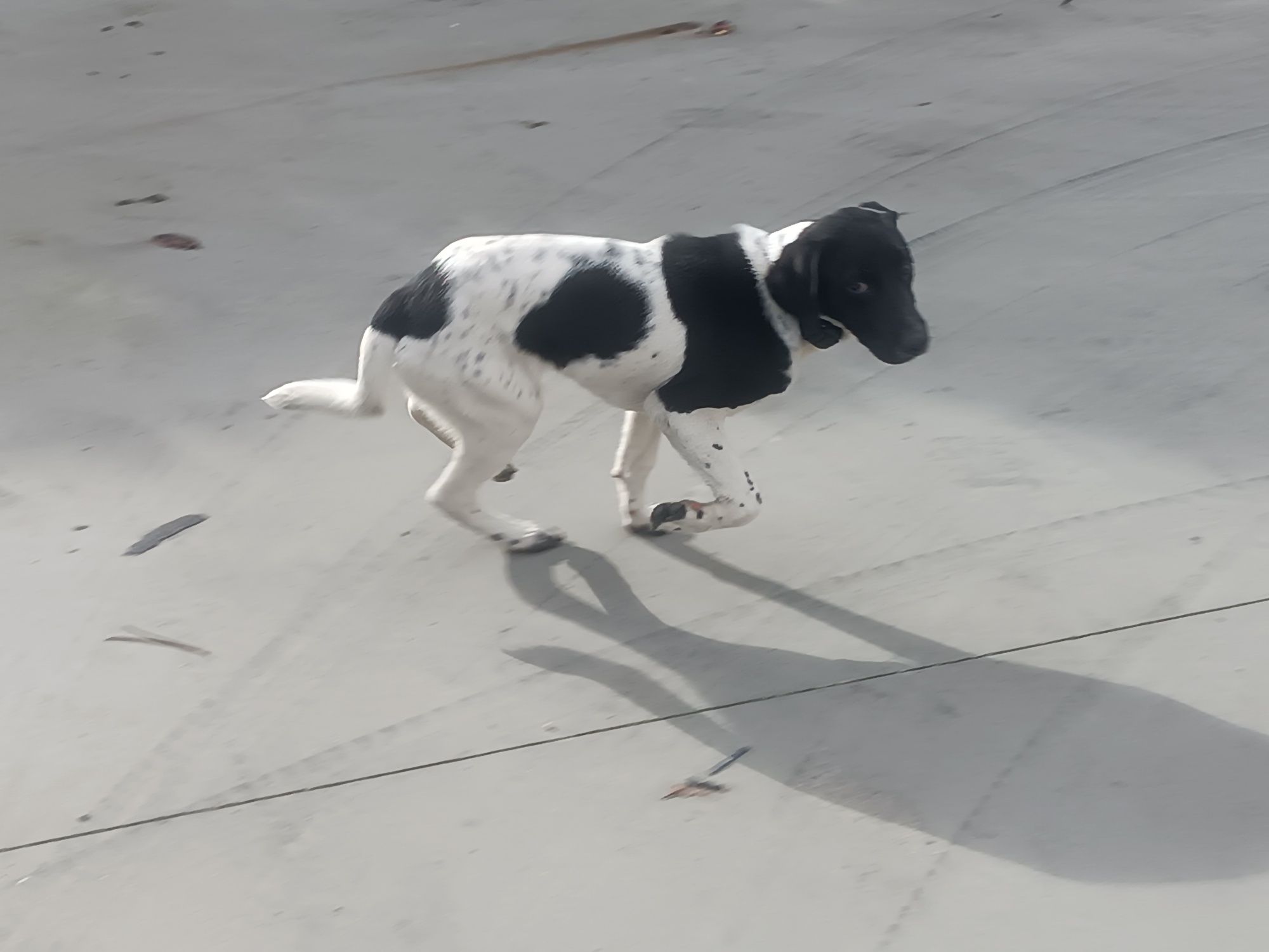 Cão para adopção