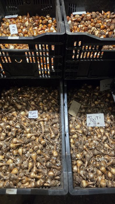 Тюльпани нарциси, цибулини тюльпанів нарцисів, тюльпаны, луковицы