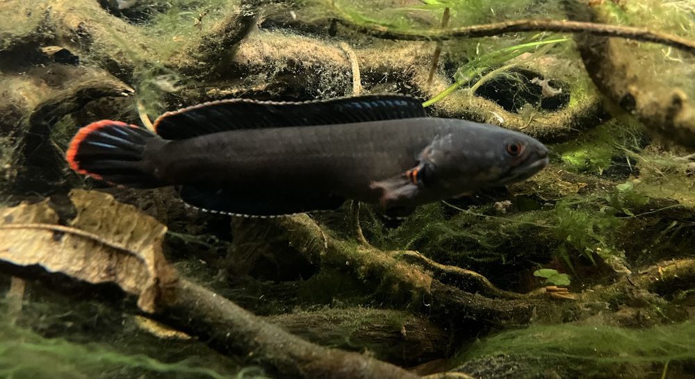 Channa gachua Kolkata f1