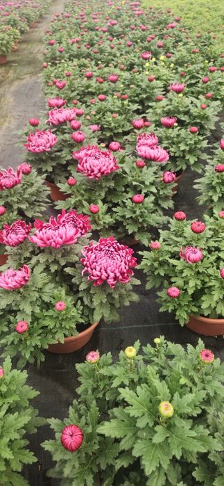 Chryzantemy hurt detal