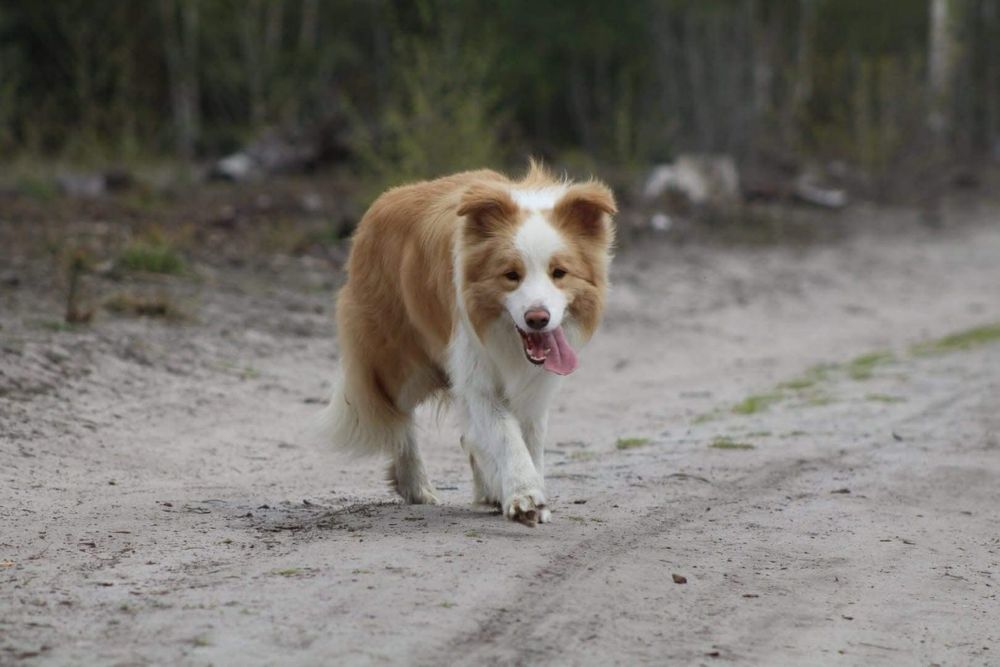 Border Collie FCI