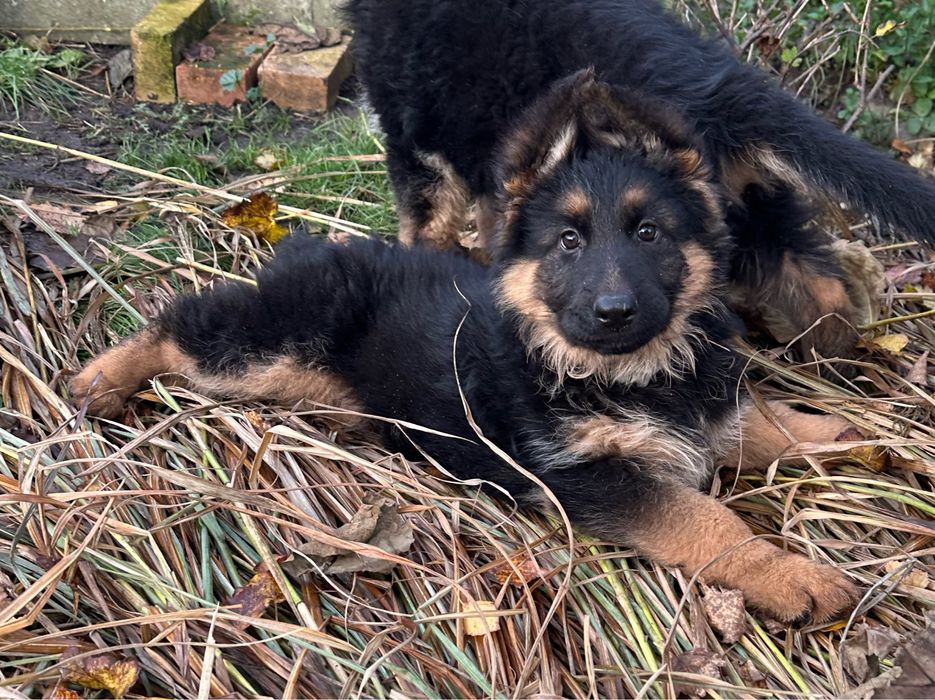 Owczarek niemiecki suczka