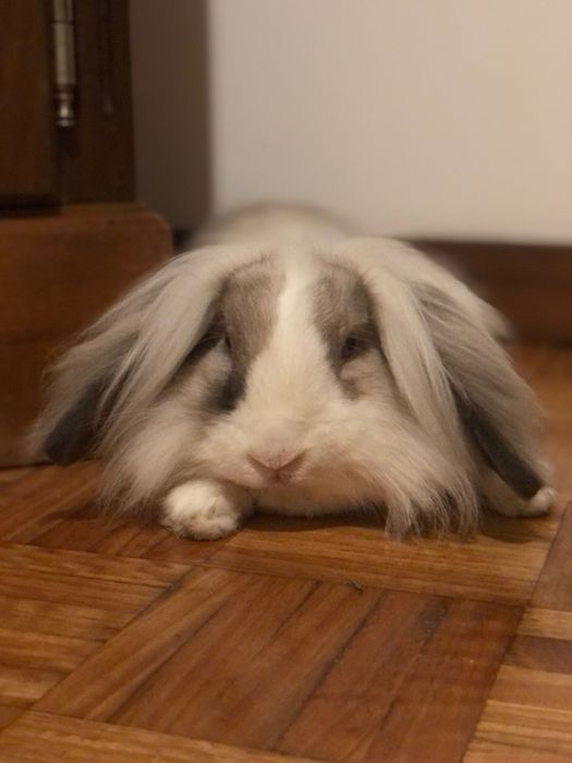 Novo lar para coelha