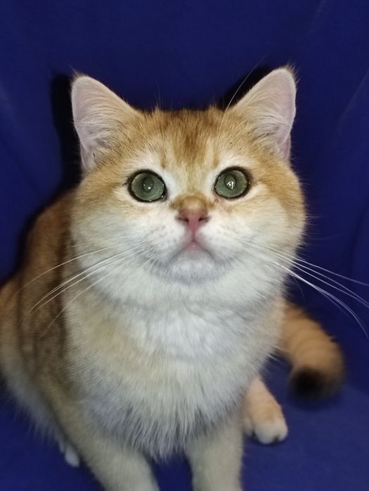 Шикарний британец хлопчик золота шиншила в окрасі ny12 чекає на родину