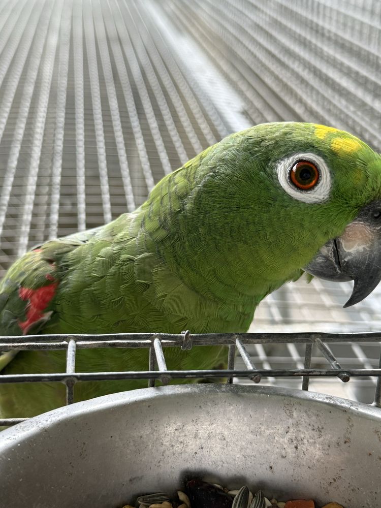 Papagaios Amazona Ochrocephala Femea