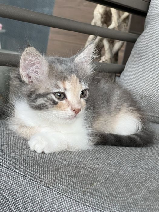 Кошенята в добрі руки