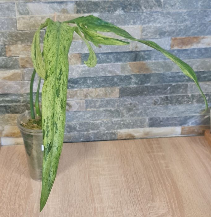 Philodendron Palaroense Mint,var.Rzadkość