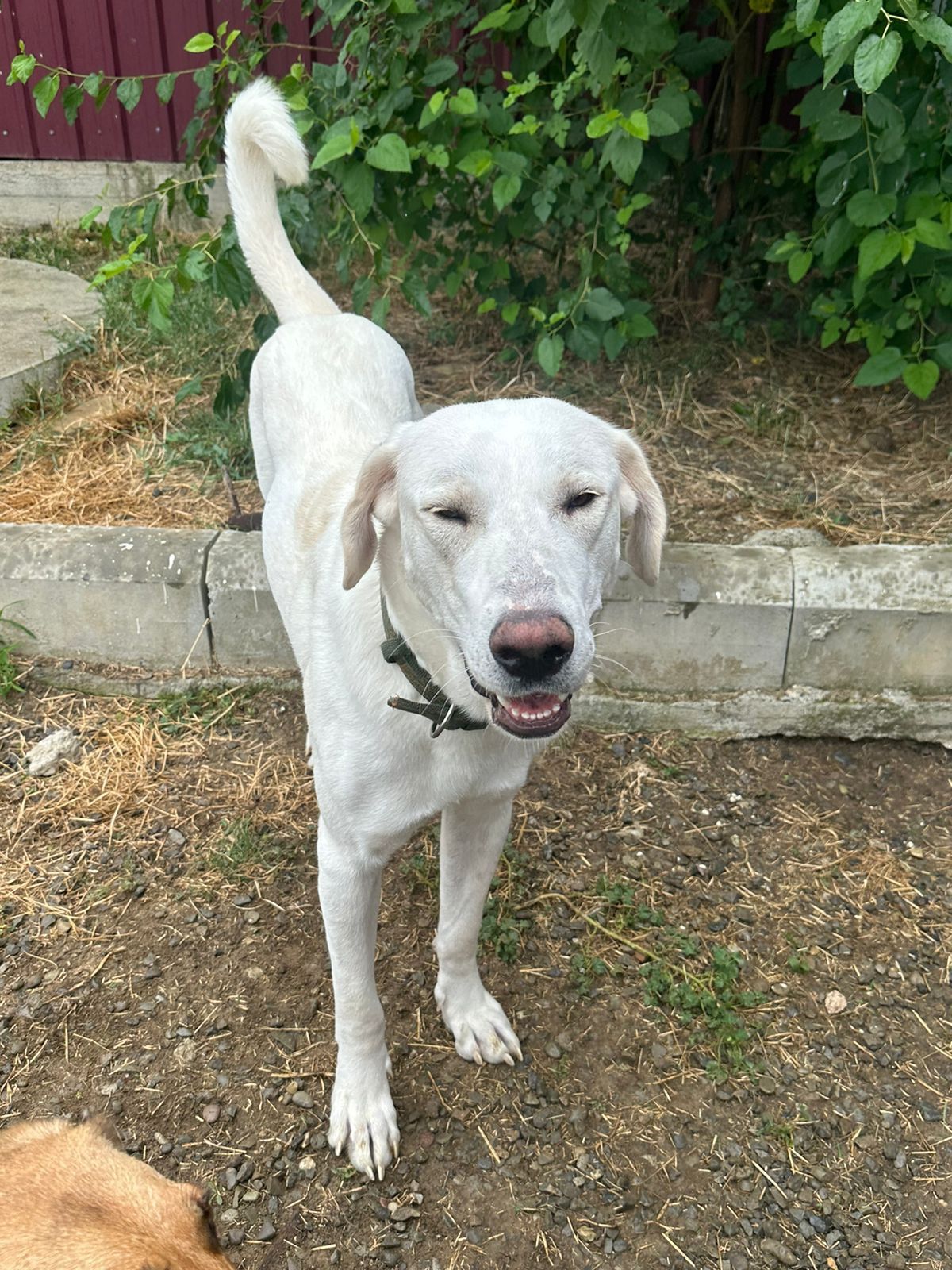 Sunia w typie labradora