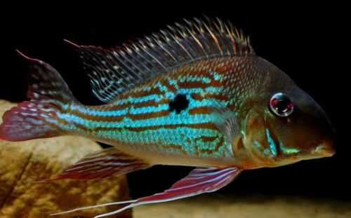 Ziemiojad winemilleri - Geophagus winemilleri - dowóz, wysyłka