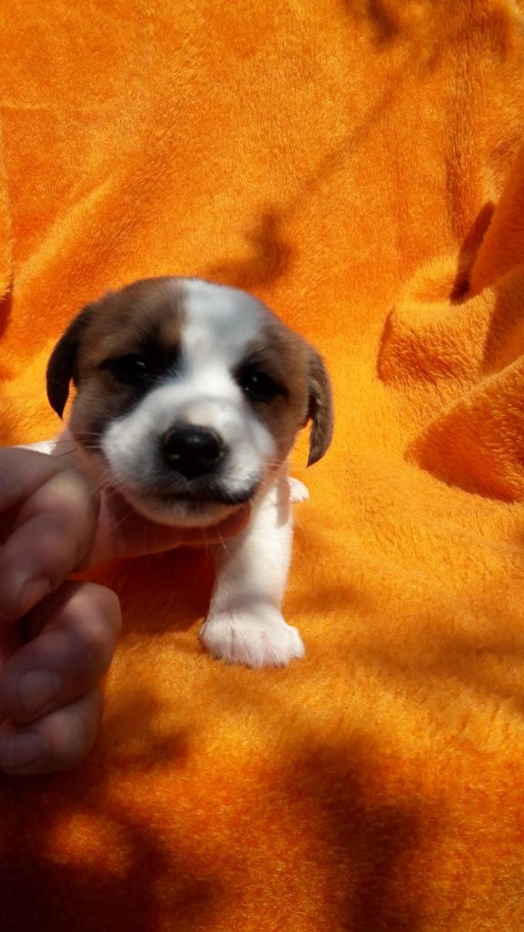 Jack Russell terrier ostatnia suczka