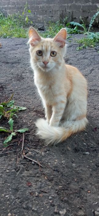 Отдам кошечек. Им 5 месяцев