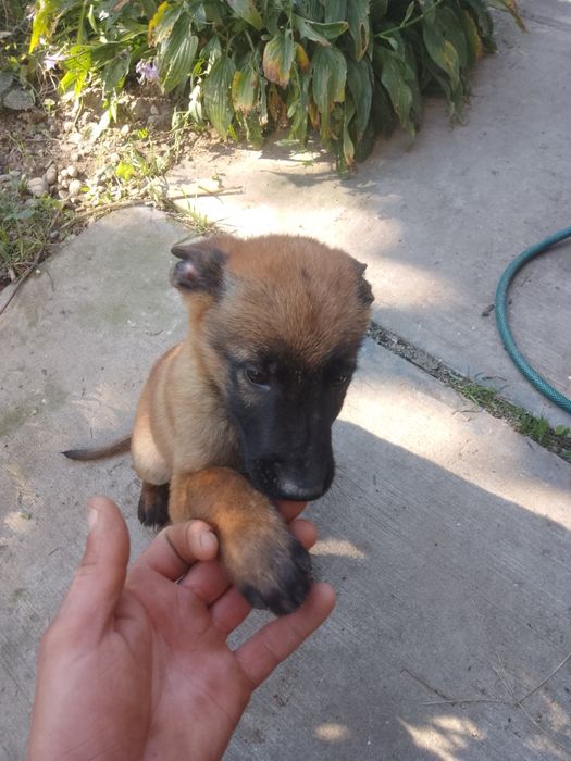 Бельгійська вівчарка малінуа